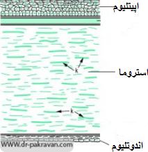 نمای شماتیک قرنیه